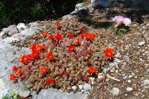 Chamaecereus sylvestris en fleurs
