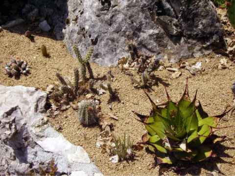 Aloe broomii en premier plan + divers