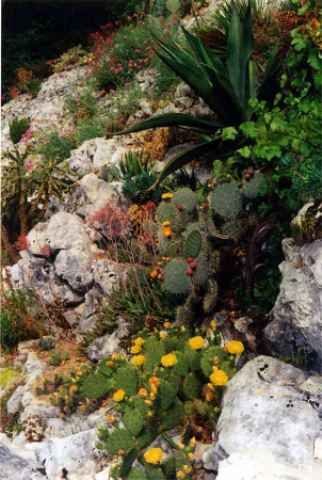 Agave salmiana et fleurs d'Opuntia