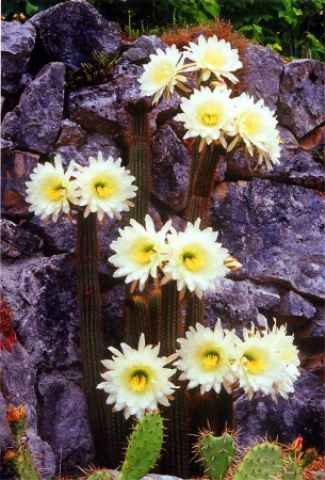 fleurs de Trichocereus spachianus