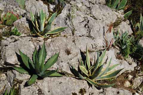 Trichocereus macrogonus et Agave americana picta
